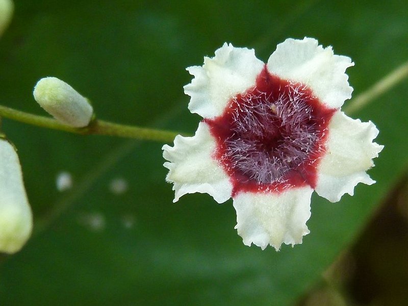 Skunkvine,Paederia Foetida