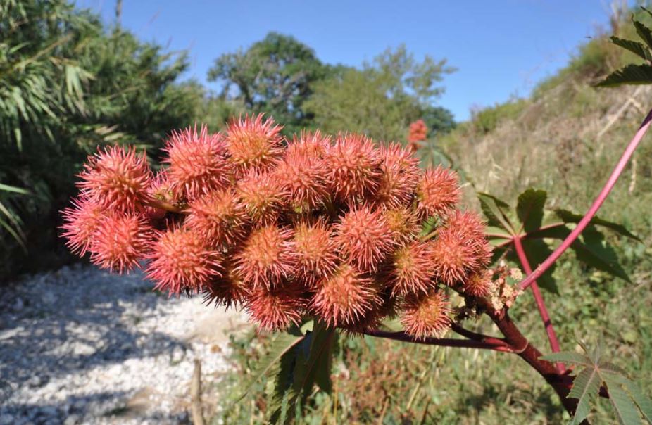 castor bean,castor oil plant,ricinus communis