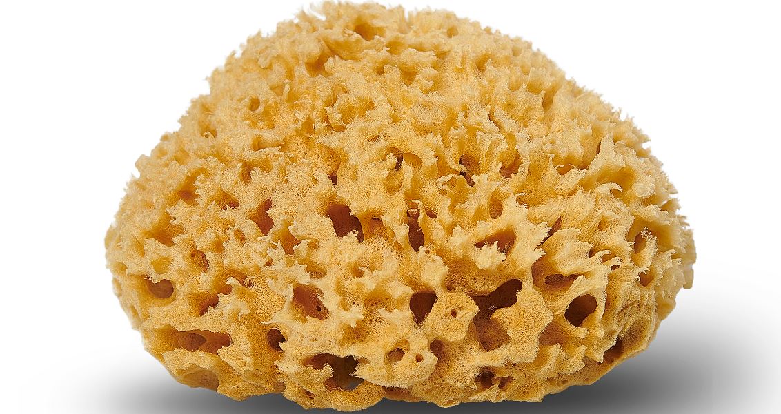 sponges,porifera