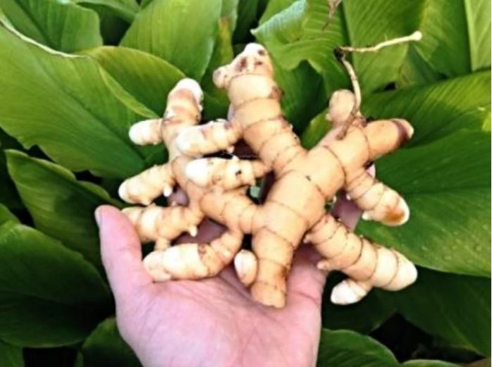 Curcuma amada,mango ginger