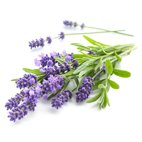lavandula stoechas,spanish lavender