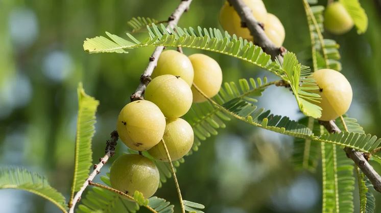 Emblic Myroblan,emblica,gooseberry,Amalakam,Amalaki,Amla, Amlabaum,Amlaj,Phyllanthus emblica
